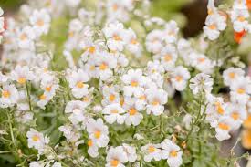 Image result for Nemesia zimbabwensis