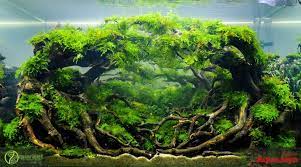 Pin Oleh Miguel Mansell Di Aquascape Desain Akuarium Planted Aquarium Bonsai
