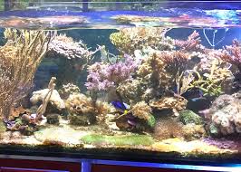 Has sold a combined 100 million tickets vs. It S Always Something When You Have A Reef Tank Reef Builders The Reef And Saltwater Aquarium Blog