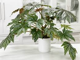 Maybe you would like to learn more about one of these? Begonia Gryphon Care Difficulty Easy Amiesue Com