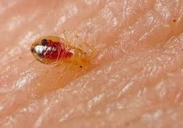 Fantastic pest control can send a pro to your property within 1 hour. How To Deal With Bed Bugs When Travelling Finding The Universe