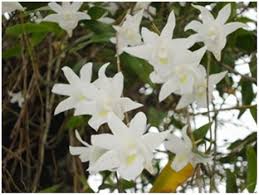 Jenis bunga wangi ini lebih menyengat dari melati putih dan akan berbau harum semerbak ketika malam hari. 6 Jenis Bunga Anggrek Yang Harum Nugraha Orchid