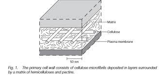 Apr 04, 2017 · animal cell structure animal cells have a variety of different organelles that work together to allow the cell to perform its functions. Structure Of Plant Cell Wall
