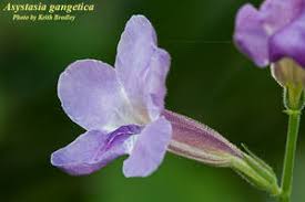 Image result for Asystasia gangetica