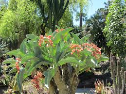 Image result for Cyphostemma glandulosissimum