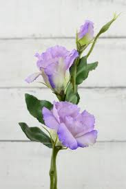 Lilac Lisianthus Flowers Lisianthus Flowers Light Purple Flowers Flowers