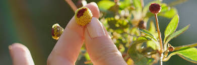 Image result for Spilanthes