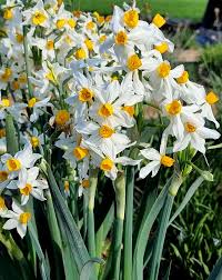 Image result for Drimia calcarata