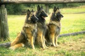 Pastor belga tervueren , česky: Belgian Tervuren Dog Breed Information And Pictures Petguide