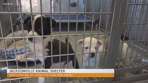 Maybe you would like to learn more about one of these? Jacksonville Animal Shelter Participating In Clear The Shelters Month Cbs19 Tv