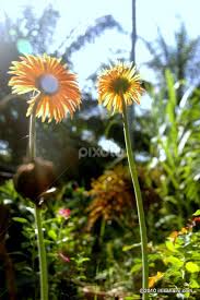 Bunga yang memiliki bunga bewarna kuning cerah dan merupakan bunga yang besar. Bunga Matahari Sangat Cantik Flowers 2011 2013 Flowers Pixoto
