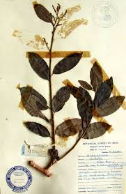 Image result for Embelia