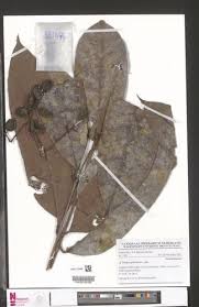 Image result for Trichoscypha lucens