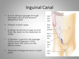 In both men and women, it also contains blood vessels, lymphatics, and. Inguinal Canal Ppt Video Online Download