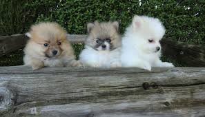 Puppy add we are delighted to have for sale four completely stunning, tiny pomeranian puppies puppies are as follows: Baby Pomeranian Curiosities And Care