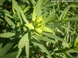 Image result for Euphorbia jubata