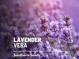 Lavender, Vera (english)