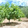 Many different varieties have been selected in greece, italy, spain and france, and from there brought to america, often by migrants. 1