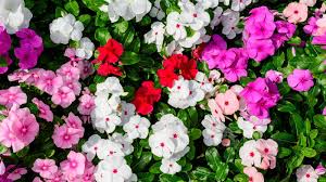 Image result for Impatiens wallerana
