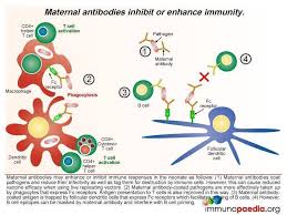 Image result for Humoral Immunodeficiency