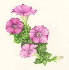 Arrangement Generally Like Top 3 Flowers Red White More Watercolor Y Style Petunia Flower Flower Art Watercolor Flower Art