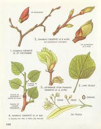 Ledechose P100 In 2020 Nature Kids Nature Garden Nature Journal