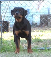 Defects like bad hips, elbows or acl injuries. Alfalar Rottweiler Puppies For Sale Florida Rottweiler Breeder Trainer