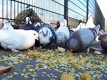 سوف نتعرف علي متى تبيض انثى البادجي بعد التزاوج وكم الفترة التي تقضيها انثى البادجي لطرح البيض بعد تلقيحها من الذكر لعلم الجميع انه ليس هناك فترة محددة لتبيض الانثى بعد التزاوج بعض الانات تبيض بعد اسبوع والبعض بعد شهر والبعض لا تبيض نهائيا وهذا لوجود اسباب تعيق عملية. ØªØ±Ø¨ÙŠØ© Ø§Ù„Ø­Ù…Ø§Ù… ÙˆÙŠÙƒÙŠØ¨ÙŠØ¯ÙŠØ§