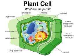 Check spelling or type a new query. Plant And Animal Cell Notes Notes