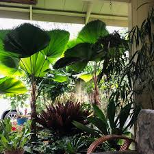 Image result for Licuala grandis