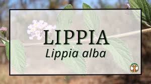 Image result for Lippia