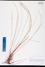 Image result for Eleocharis cubangensis