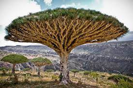 Pin On Trees