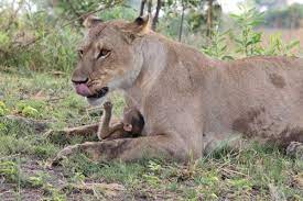 Baby Baboon S Frightening Encounter With Lions Ends With A Heroic Twist Mundo Animal Animais Dicas De Beleza Caseiras