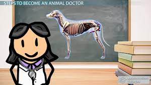 How To Become An Animal Doctor: Education And Career Roadmap