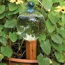 Depending on size, water globes can provide an easy to use hydration system for up to two weeks. 15 Diy Watering Globes Ideas For Busy Gardeners Balcony Garden Web