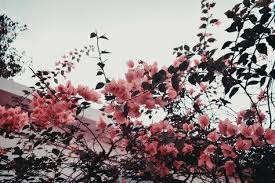Best Flowers Aesthetic Wallpaper Vintage Ideas Aesthetic Desktop Wallpaper Computer Wallpaper Desktop Wallpapers Vintage Desktop Wallpapers