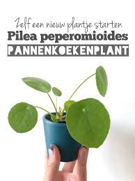 Pannenkoekenplant De Pilea Peperomioides Makkelijk Te Stekken Planten Pilea Plants Greenhouse Plant Stekken Planten Groene Planten