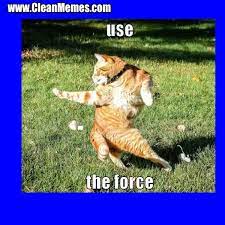 Funny cat memes for kids clean. 23 Cat Memes Clean Factory Memes
