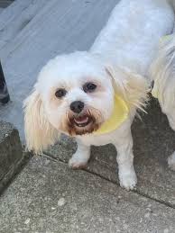 Celebrating One Year of Adopting Millie