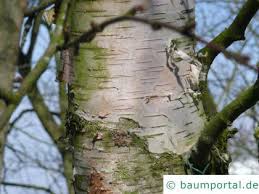 Explore releases from paul birken at discogs. Birken Rinde Baumportal