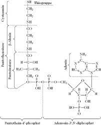Coenzym a (коэнзим а) d6. Coenzym A Lexikon Der Ernahrung