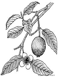 Histori ini termasuk berbagai kuliner khas yang melegenda. Paling Keren Sketsa Gambar Pohon Jambu Biji Asiabateav