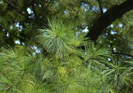 Image result for Pinus strobus