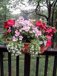 Pin On Landscaping Flowers Etc My House