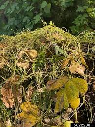 Image result for Cuscuta hyalina