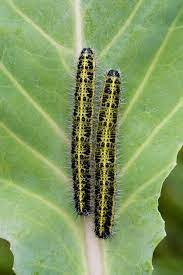See full list on northernwoodlands.org Large White Larva Whiteknights Biodiversity