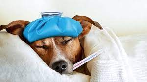 Let me begin by saying that i'm not a veterinarian. Does Your Dog Have Fever 5 Simple Causes Treatment All Things Dogs All Things Dogs