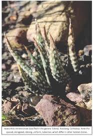 Image result for Aloe welwitschii