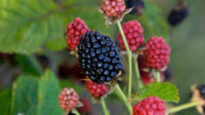 Ini adalah permainan yang unik dan menarik, ada domino gaple, domino qiuqiu dan banyak lagi permainan yang membuat waktu luangmu semakin menyenangkan. A Thornless Blackberry For Pots Or Small Spaces Horticulture